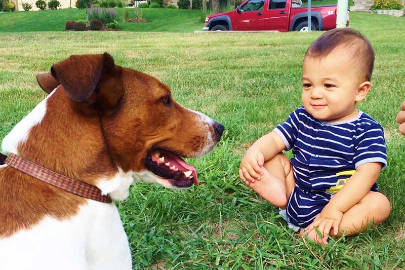 Kansas City Dog Bite Lawyers For Animale Attack Injuries