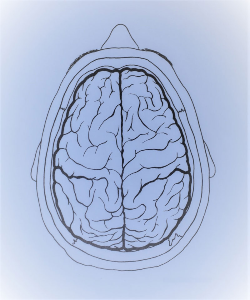 Brain Sketch Top View